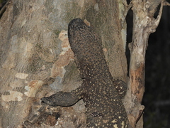 Heloderma horridum