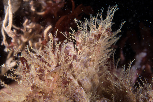 Sertularella tenella