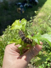 Hemileuca maia