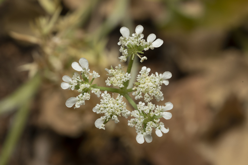 Pestalozzas Hartwort (Tordylium pestalozzae)
