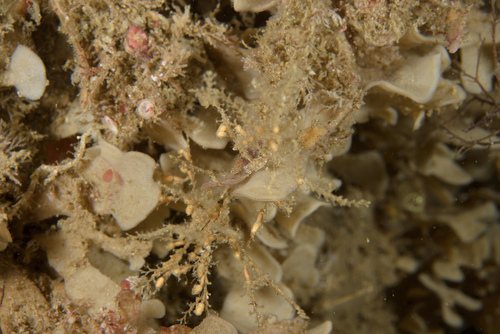 Sertularella fusiformis