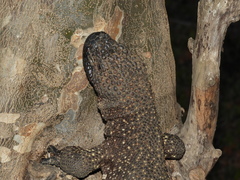 Heloderma horridum