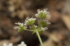 Tordylium pestalozzae