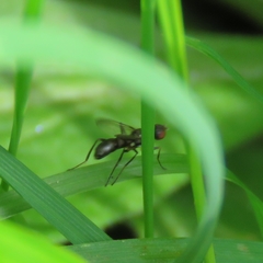 Nemopoda nitidula
