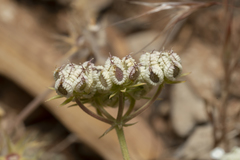 Tordylium pestalozzae