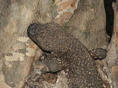 Heloderma horridum