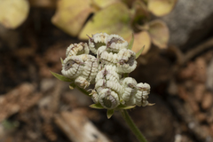 Tordylium pestalozzae