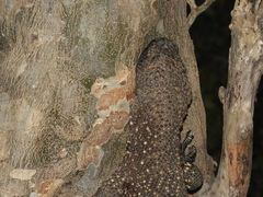 Heloderma horridum