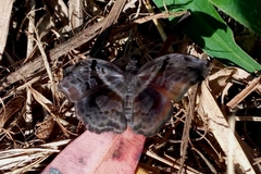 Helias phalaenoides