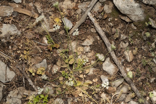 Image of Tordylium pestalozzae by (c) Eleftherios Katsillis, some rights reserved (CC BY)