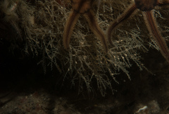Sertularella polyzonias image
