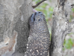 Heloderma horridum