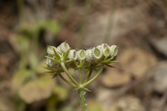 Tordylium pestalozzae