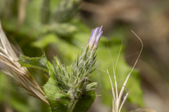 Carduus argentatus