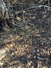 Hesperolinon micranthum