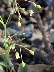 Hesperolinon micranthum