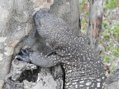 Heloderma horridum