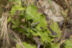 Carduus argentatus