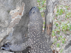 Heloderma horridum