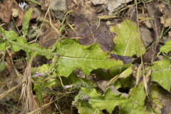 Carduus argentatus