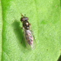 Platycheirus scutatus
