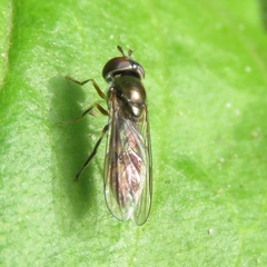 Platycheirus scutatus