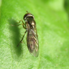 Platycheirus scutatus