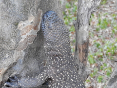 Heloderma horridum