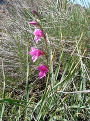 Gladiolus illyricus