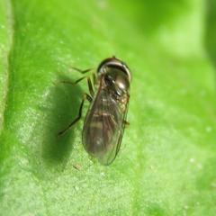Platycheirus scutatus