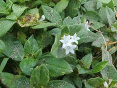 Richardia grandiflora