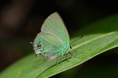 Chalybs janias