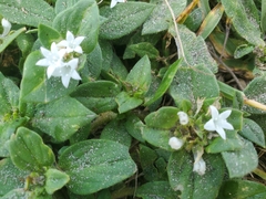 Richardia grandiflora