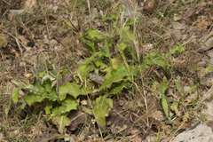 Carduus argentatus