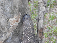 Heloderma horridum