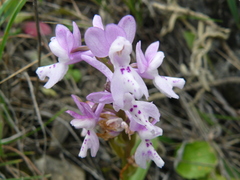 Orchis olbiensis