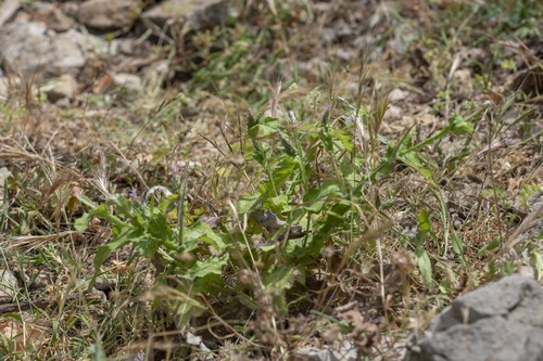 Image of Carduus argentatus by (c) Eleftherios Katsillis, some rights reserved (CC BY)