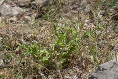 Carduus argentatus