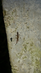 Sphaerodactylus continentalis