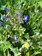 Anchusa stylosa