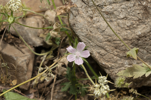 Image of Malva cretica by (c) Eleftherios Katsillis, some rights reserved (CC BY)