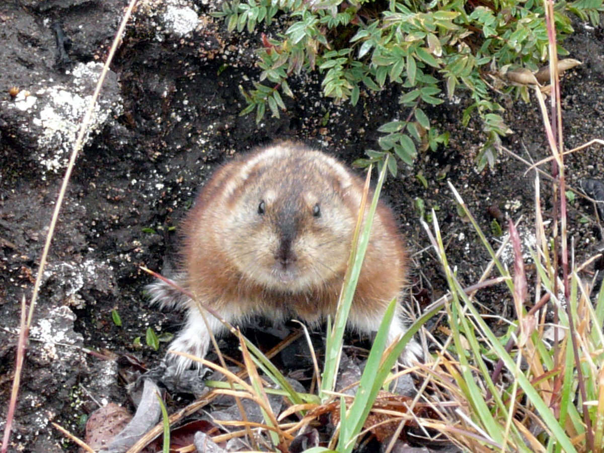 Norwegian Lemming (Lemmus lemmus), Setesdal Vesthei - Ryfylkeheiane  Landscape Conservation Area