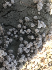 Psilocarphus brevissimus