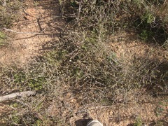 Drosanthemum parvifolium