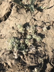 Psilocarphus brevissimus