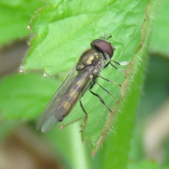Platycheirus tarsalis