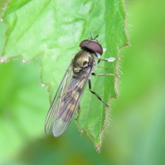 Platycheirus tarsalis