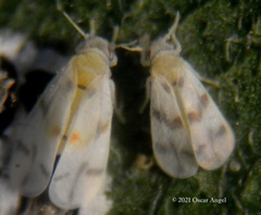 Tetraleurodes mori