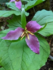 Trillium ovatum