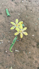 Triteleia ixioides